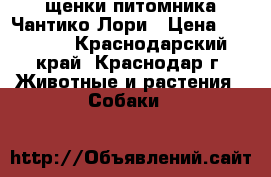 щенки питомника Чантико Лори › Цена ­ 25 000 - Краснодарский край, Краснодар г. Животные и растения » Собаки   